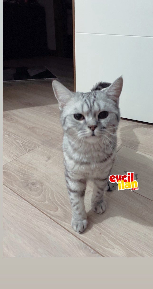 BRİTİSH KEDİ ERKEK 1 YAŞINDA