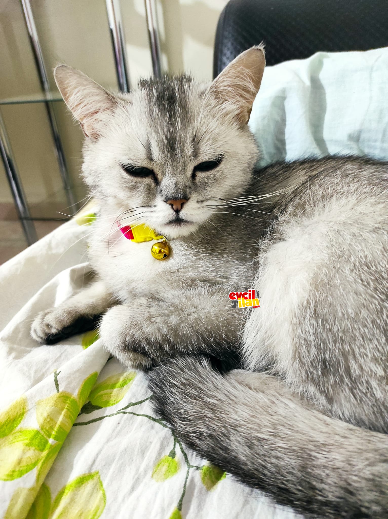 British kedi (silver özel cins)