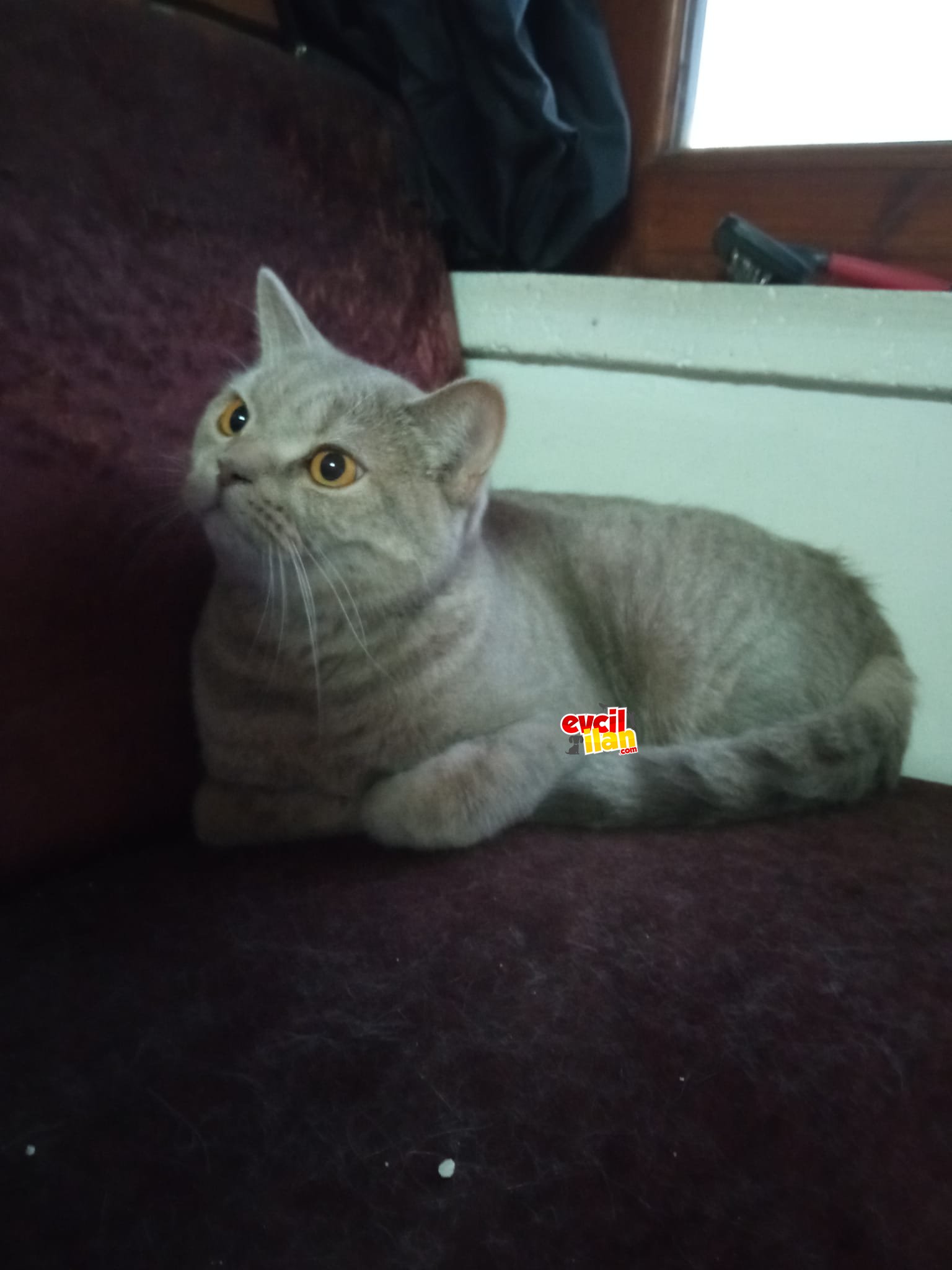 British kedi