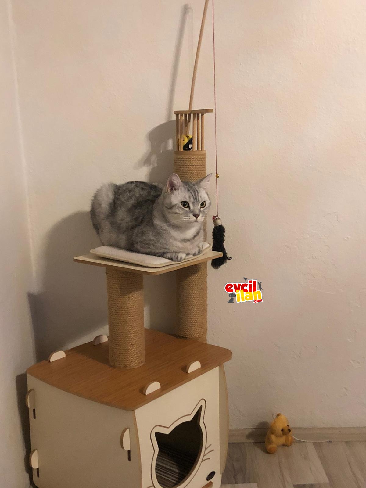 British kedi