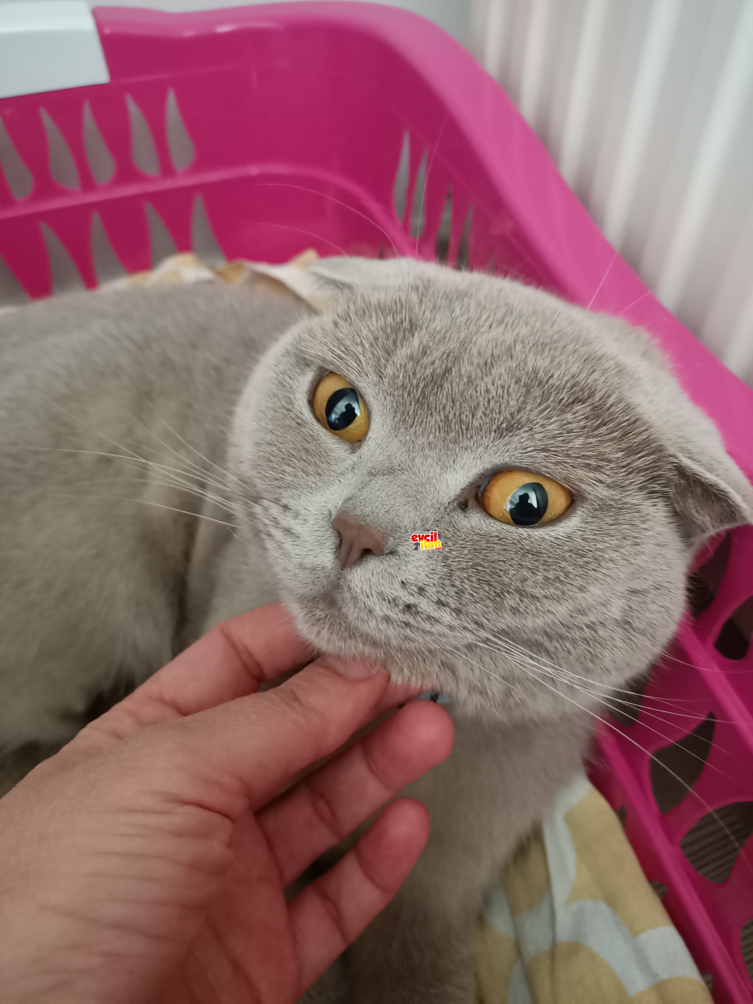 British kedimiz yeni yuvasını ariyor