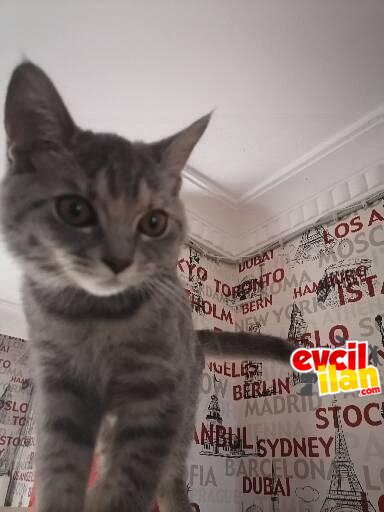 BRİTİSH KIZIMIZ YENİ YUVASINI ARIYOR 