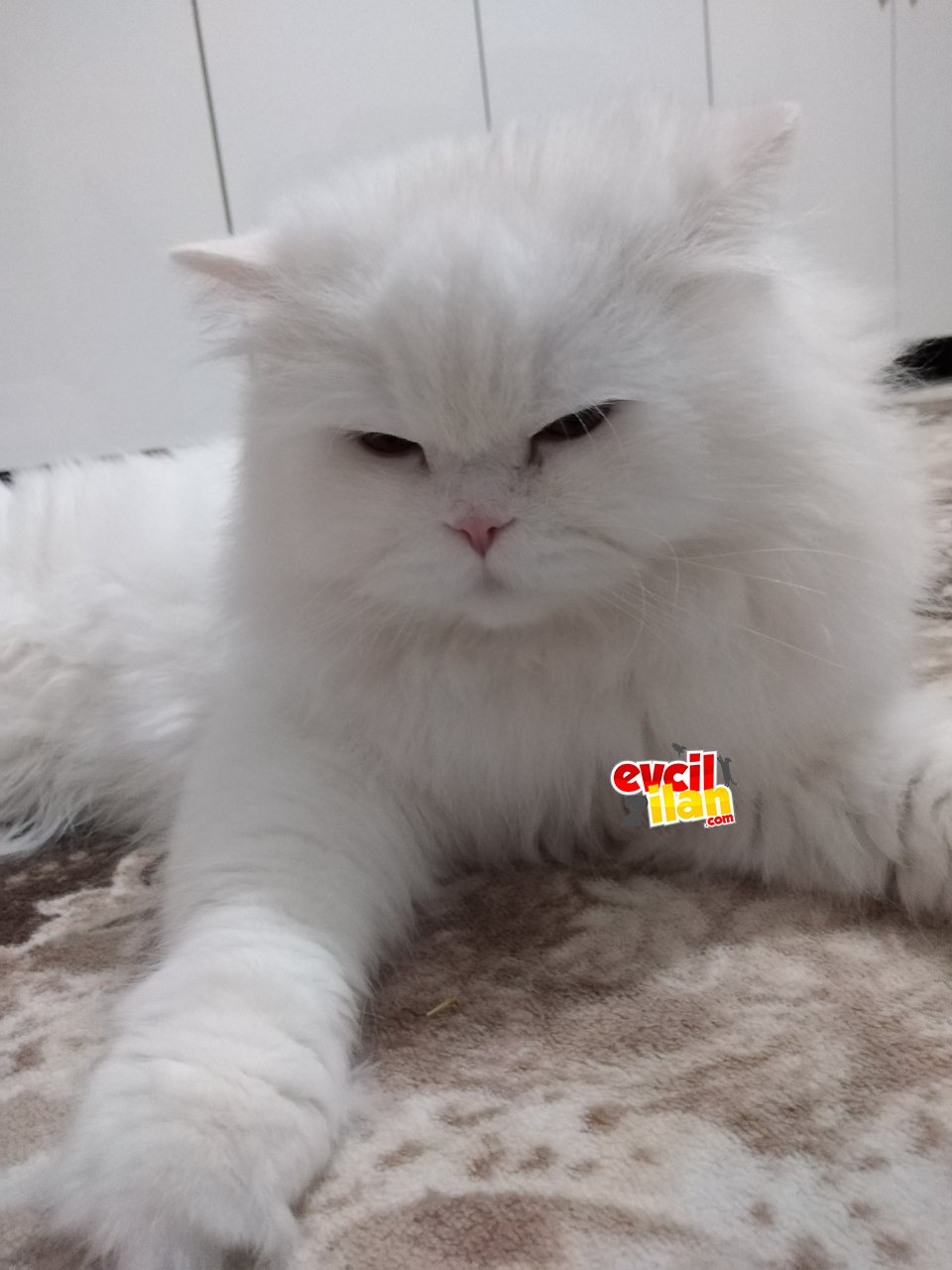 BRITISH longeir oglum kar topu acil yeni evini arıyor 