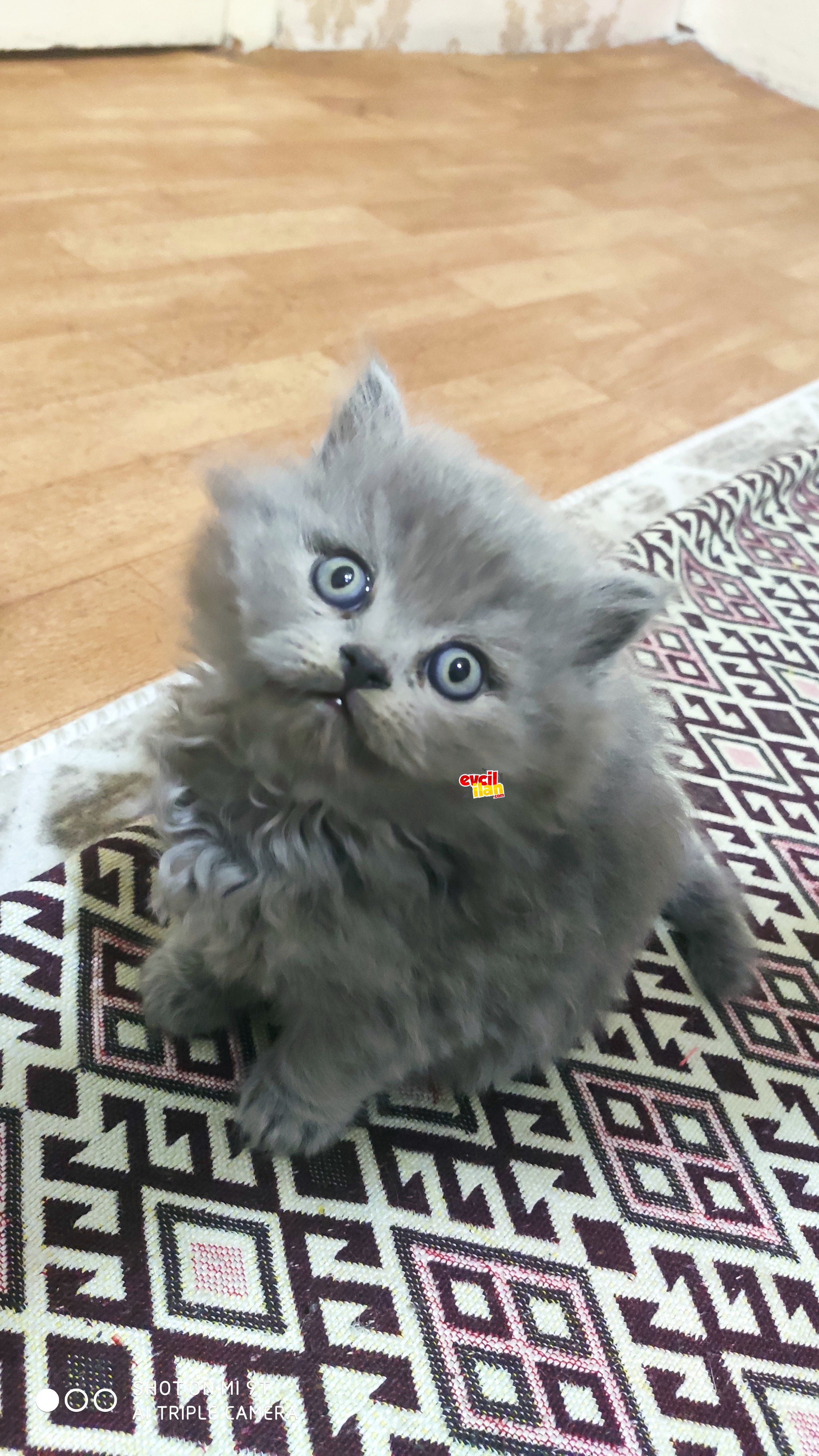 British longhair ayı kafa