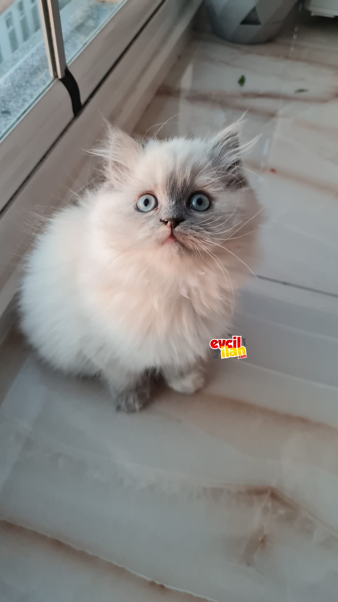 British longhair bluepoint yavrular 
