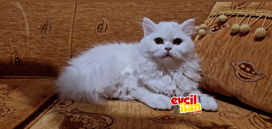 British longhair cinsi yavrumuzu sahiplendiriyoruz