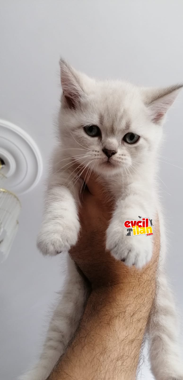 British longhair dişi kedime yeni yuva ariyorum