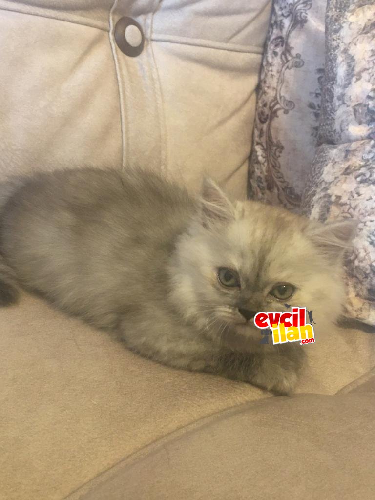 British Longhair Dişi Yavru