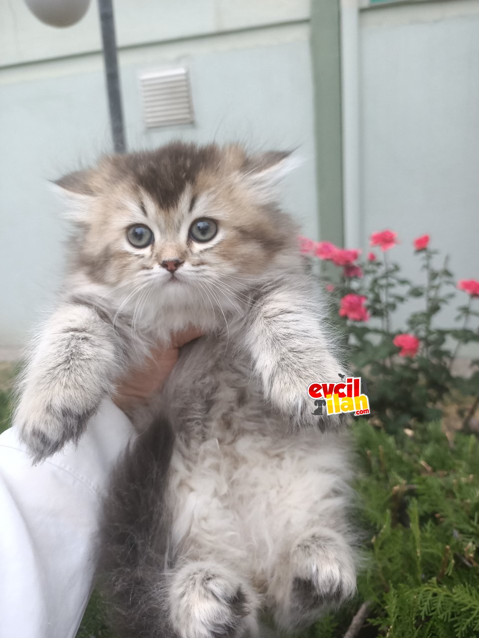 British longhair dişi 