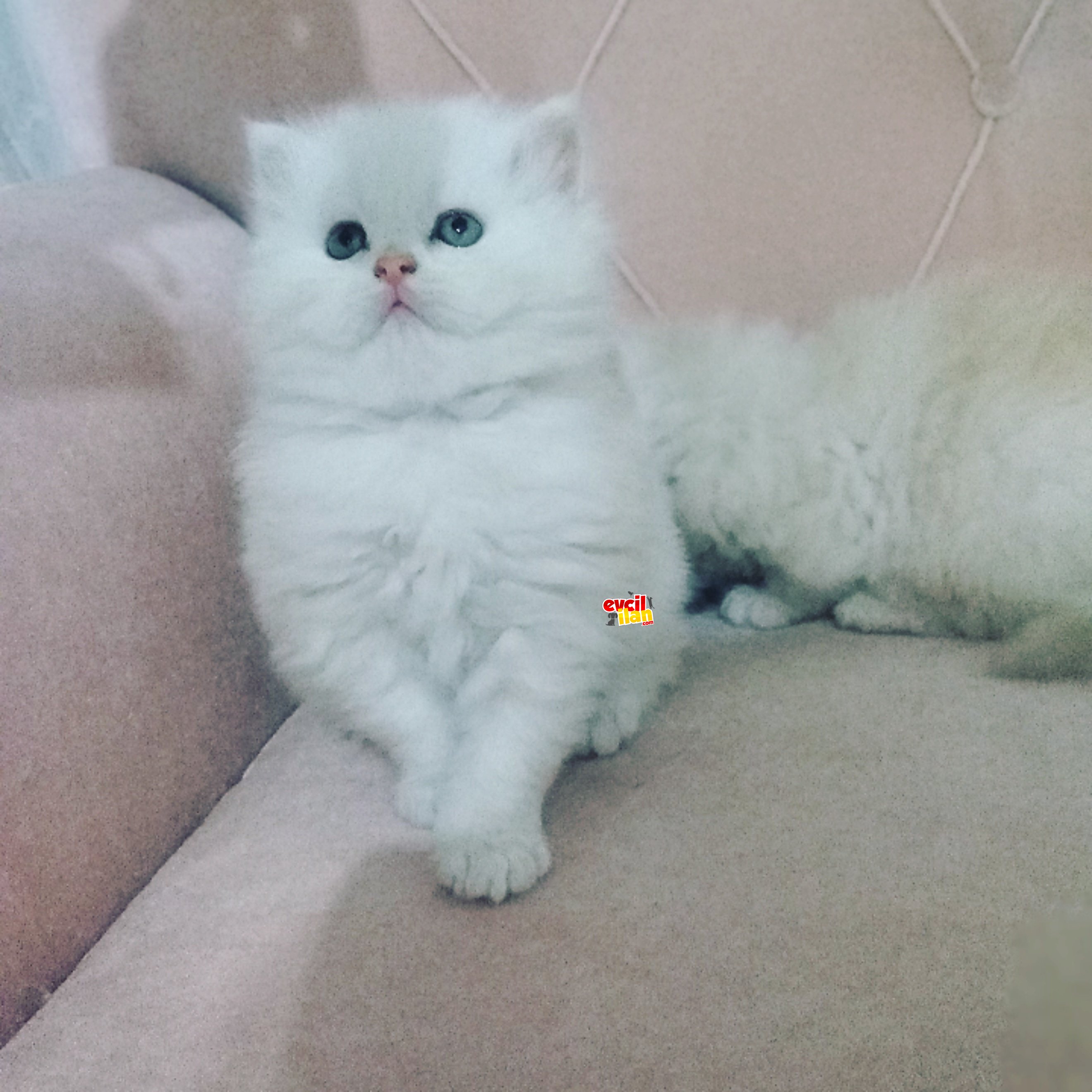 Brıtısh Longhair erkek yavrum 