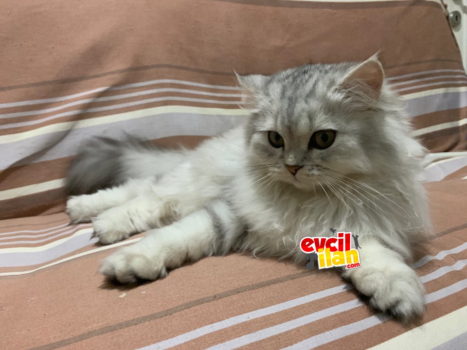 British longhair erkek 