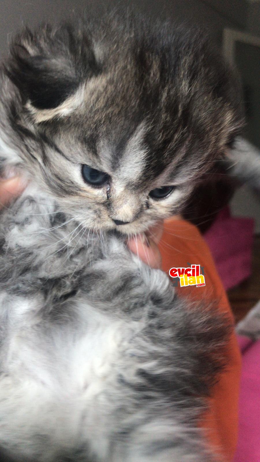 Erkek British longhair golden black ny25 tombik yavrular