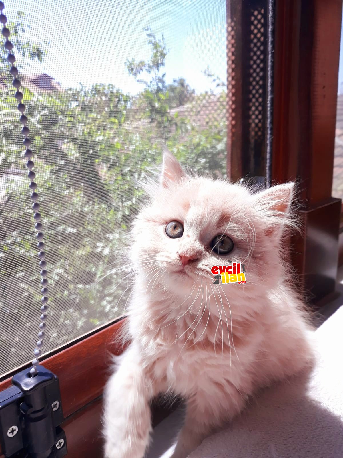 British longhair lilaç 