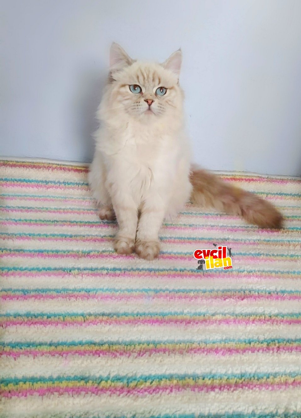 British longhair lynx point 7 aylık Erkek 