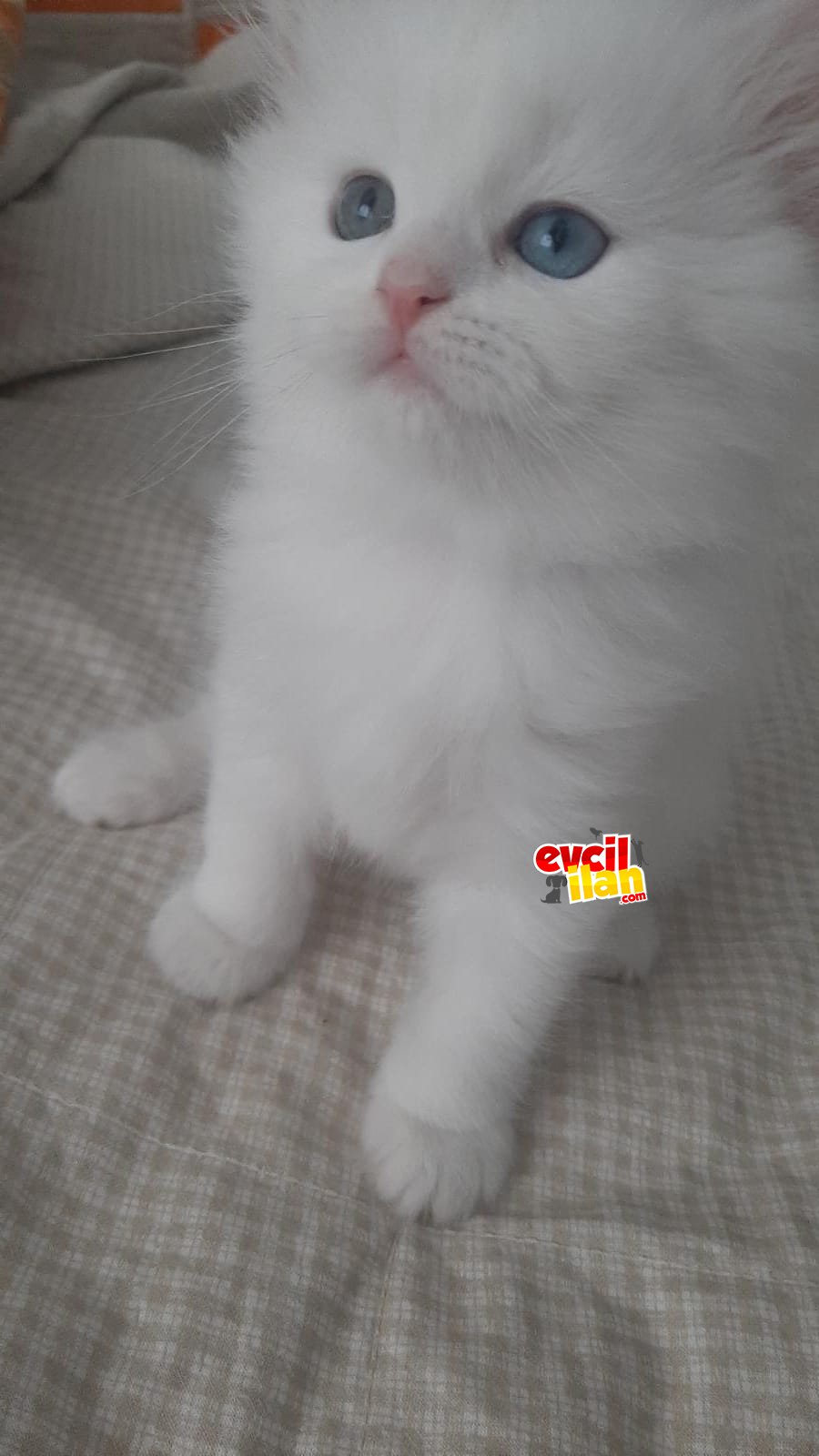 British longhair old eyes
