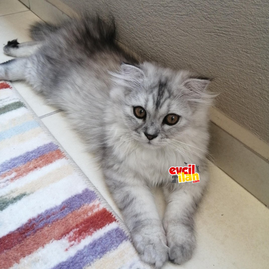 British longhair silver Erkek 3 aylık 