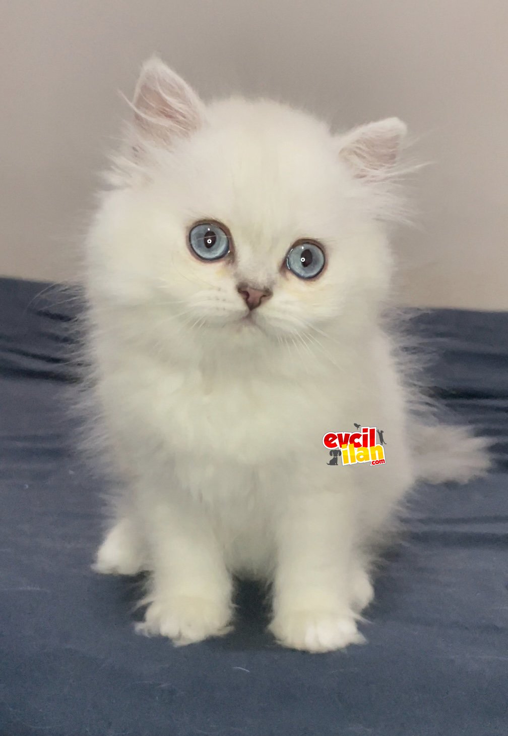 British longhair silver point erkek yavrumuz