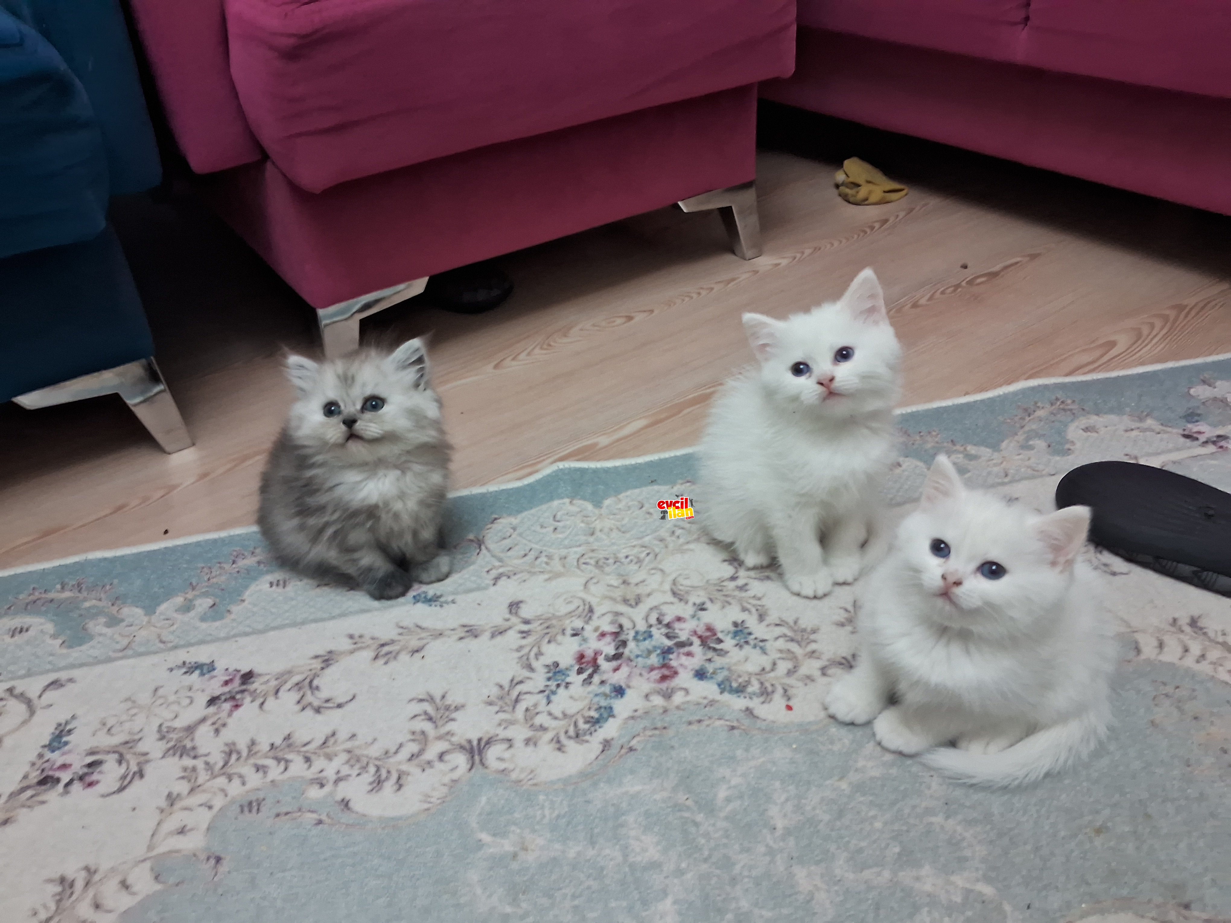 British longhair ve British shorthair yavrularımız 