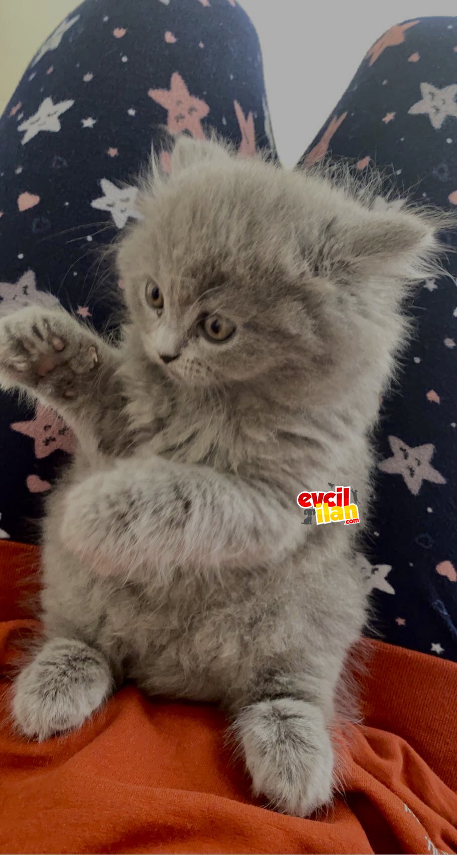 British longhair yakışıklı oğlumuz 