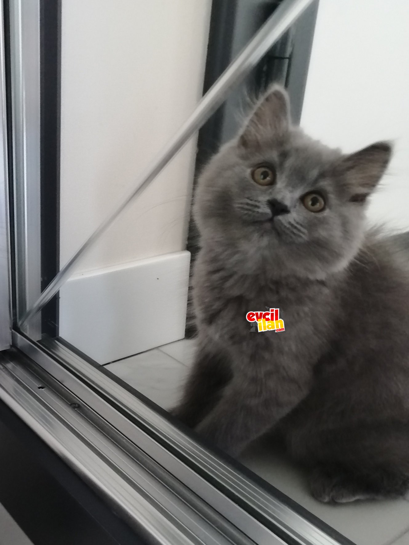 British longhair yavru