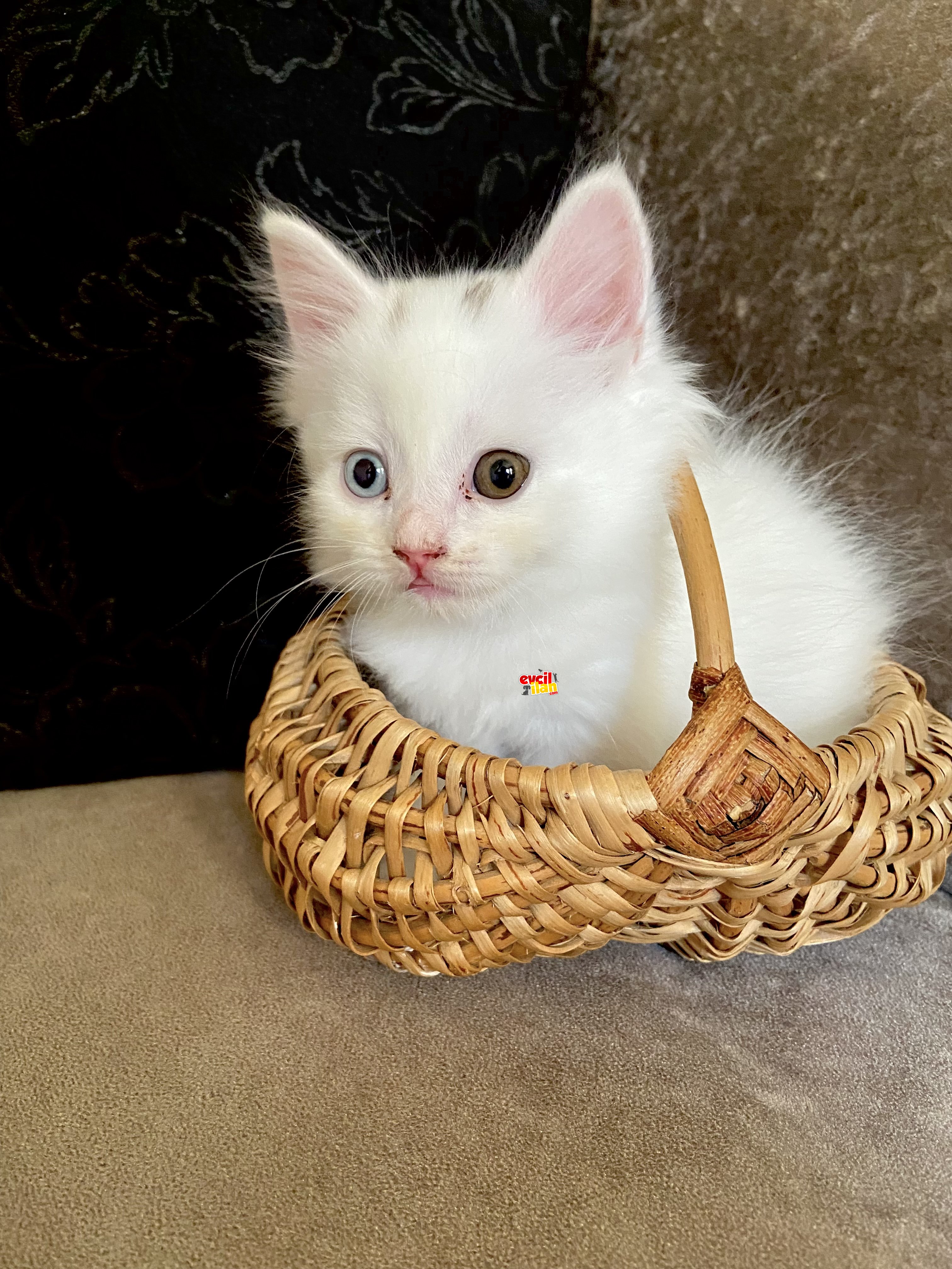 British longhair yavru 