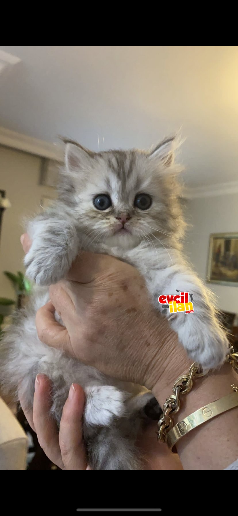 British Longhair yavrumuzu sahiplendiriyoruz 