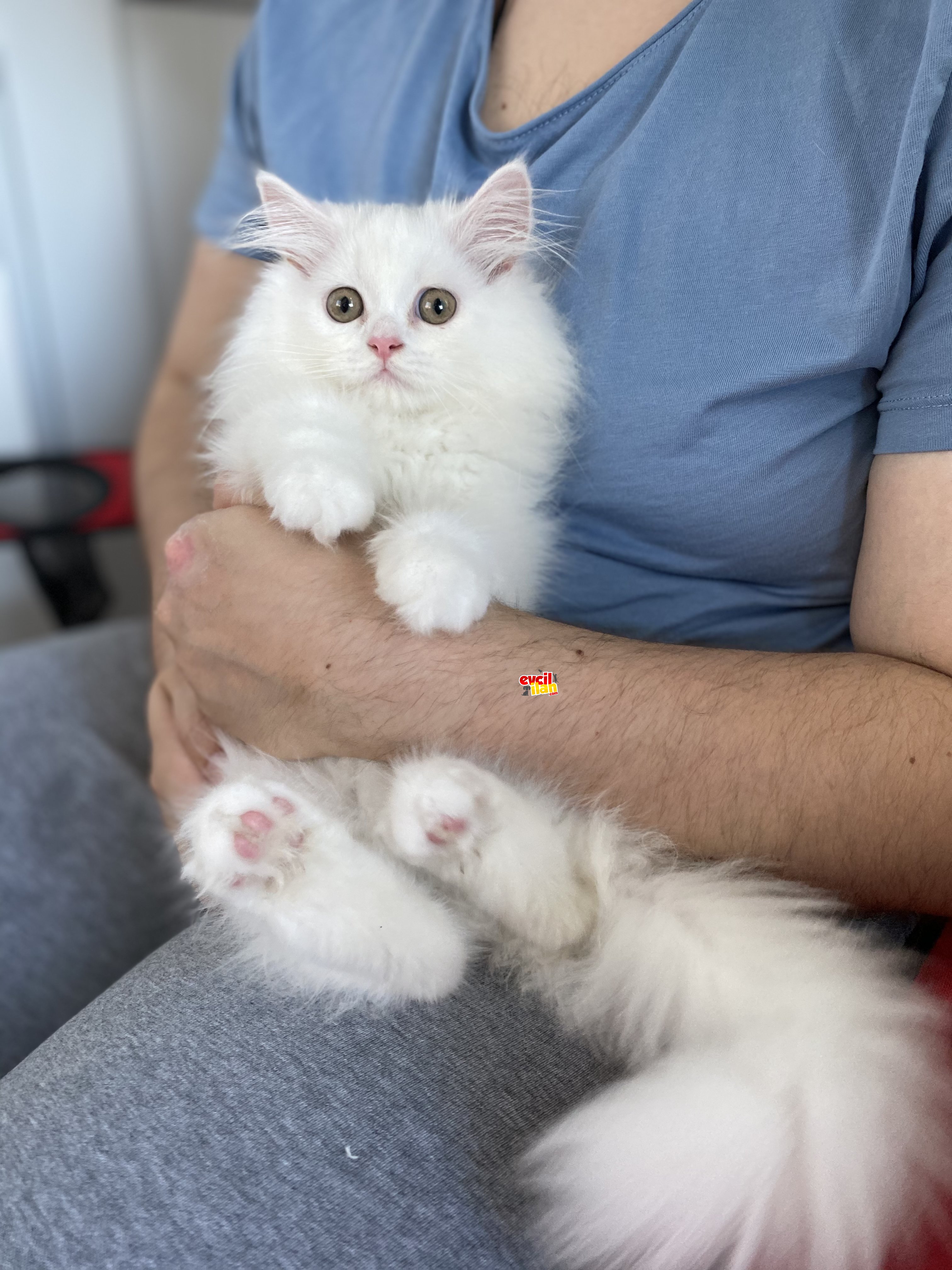 British Longhair yavrumuzu sahiplendiriyoruz 