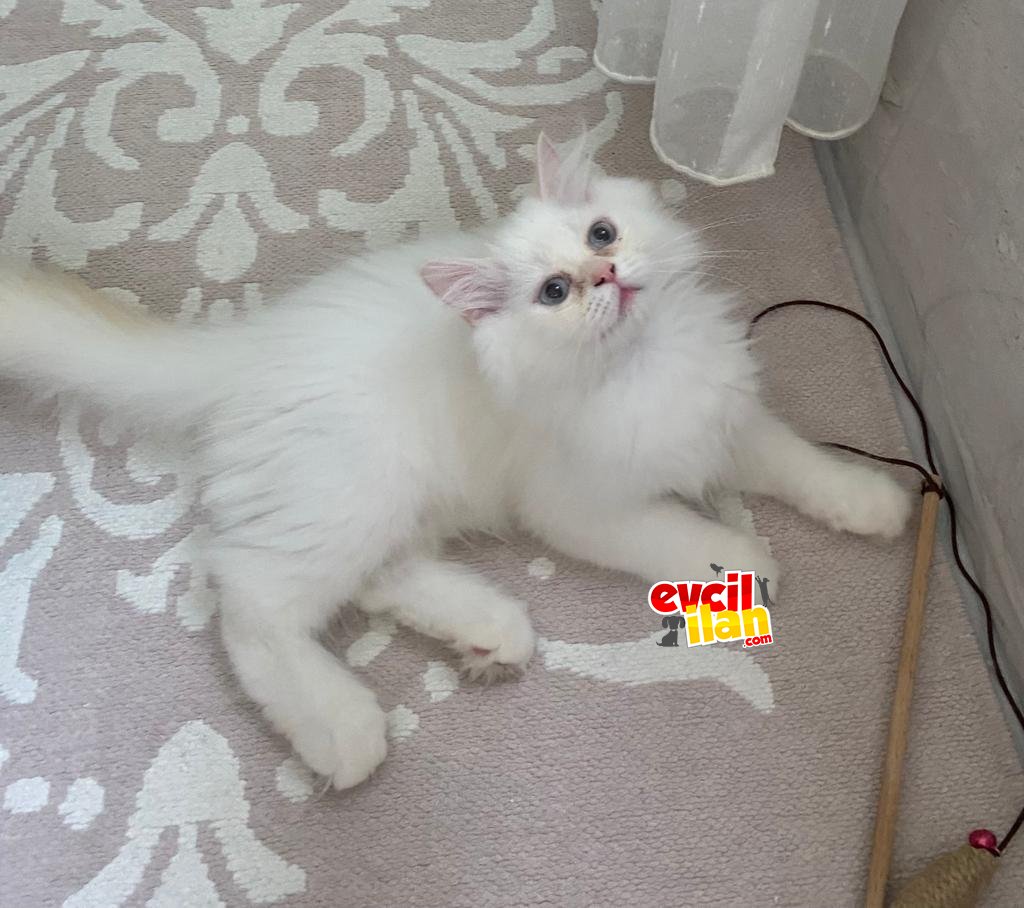 british longhair yavrumuzu sahiplendiriyoruz 