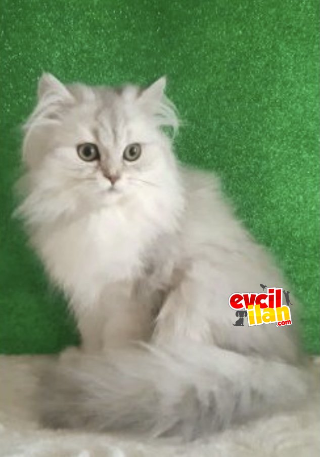 British longhair 
