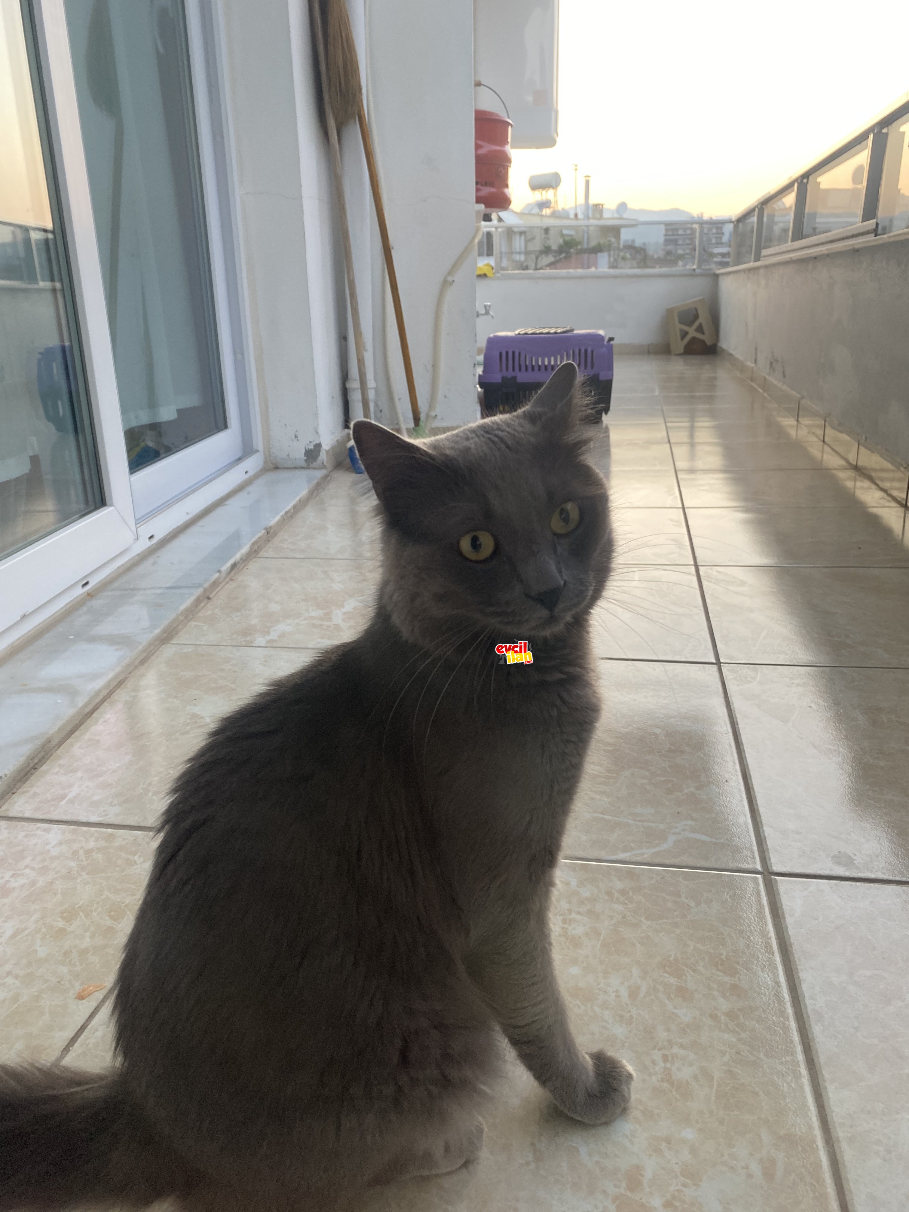 British longhair