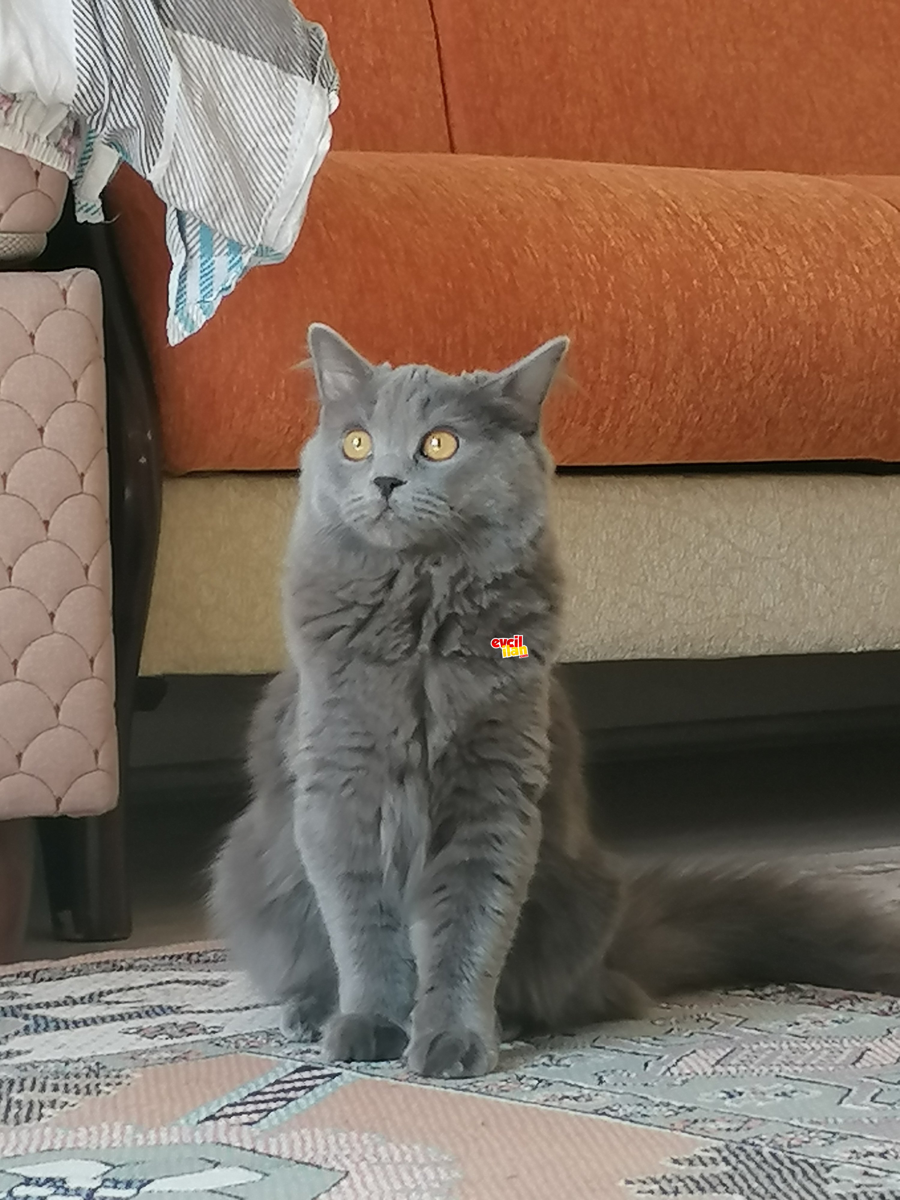 British Longhair 