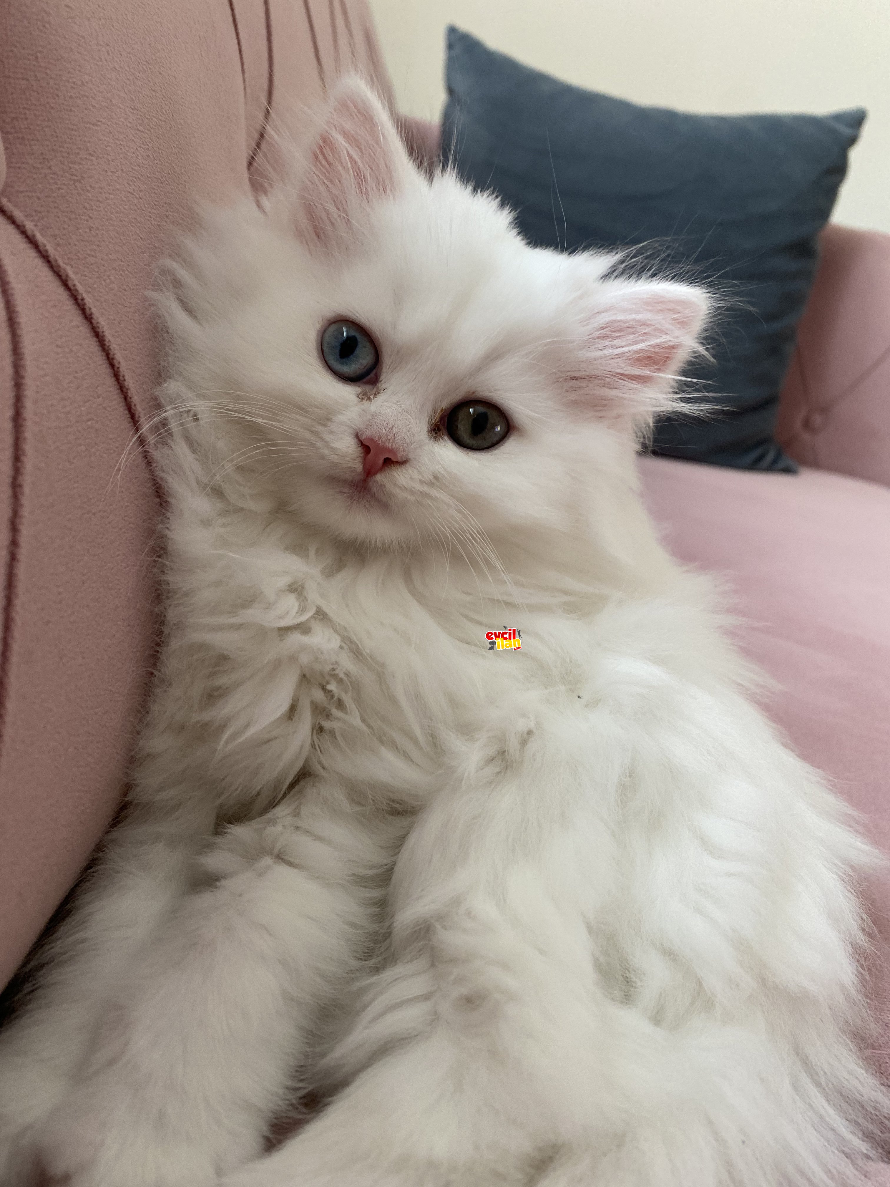British longhair