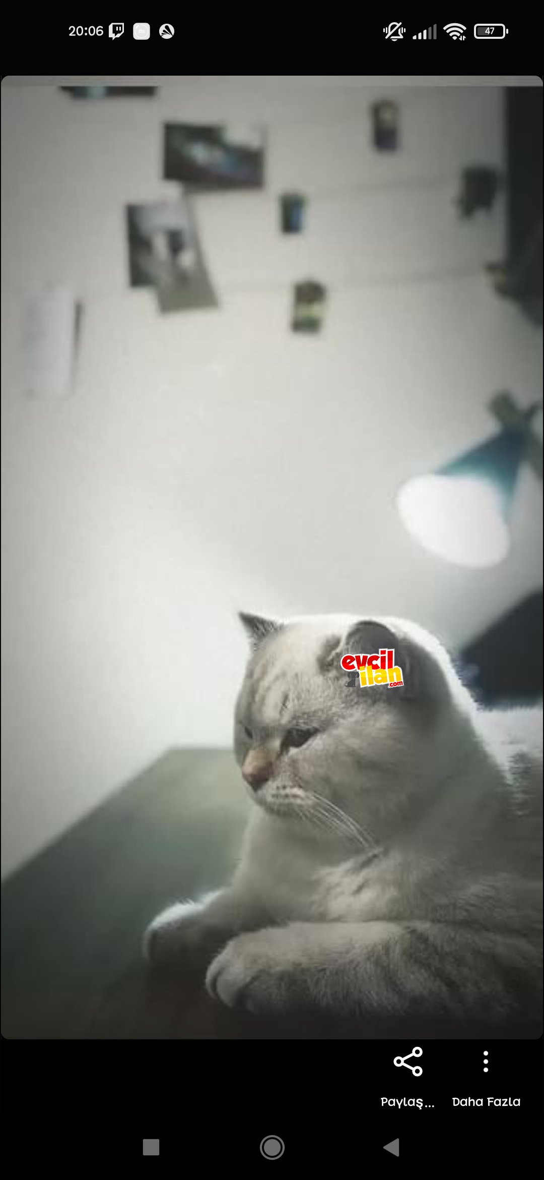 British Lyrx point Sempatik kedi