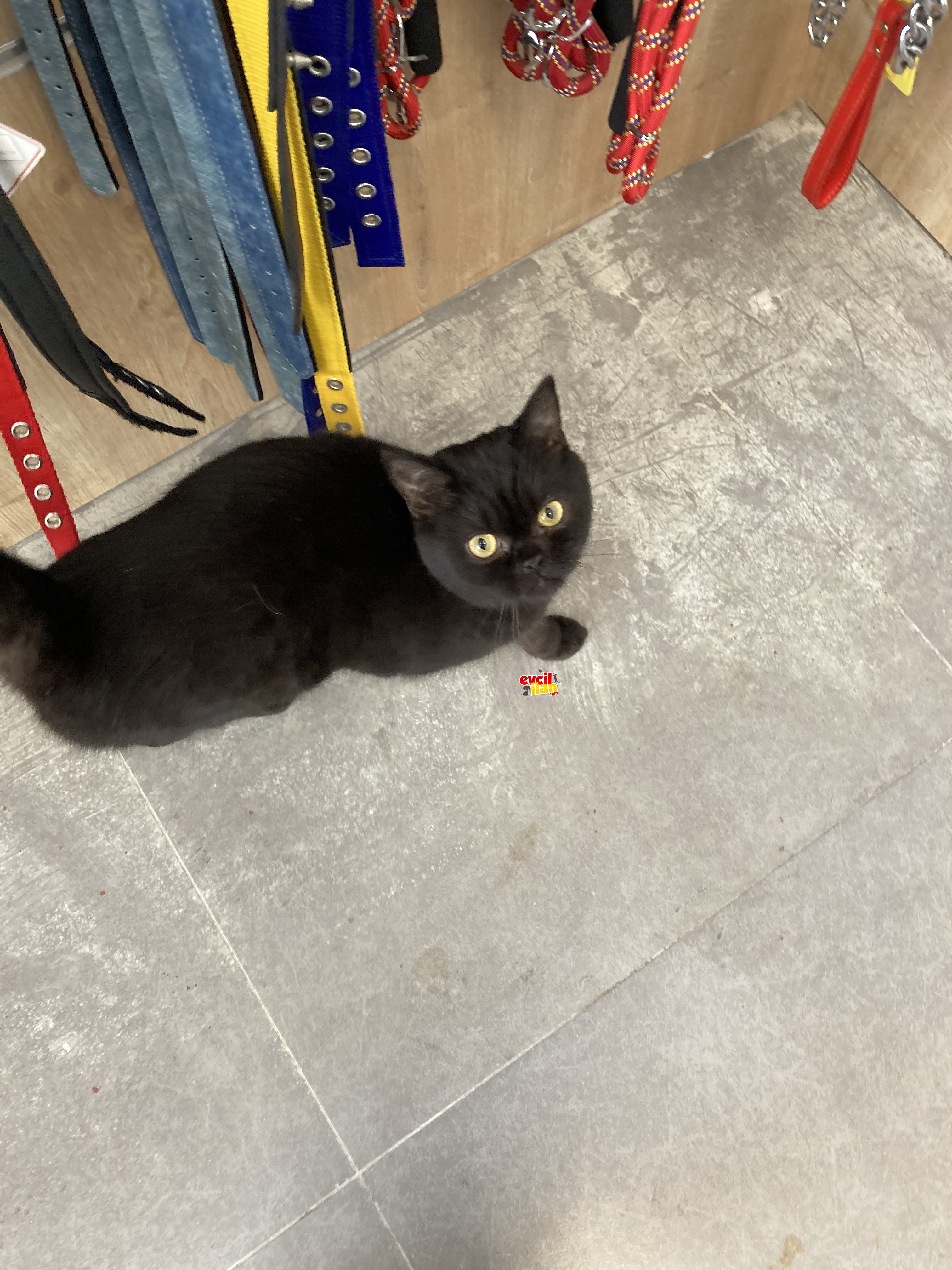 Scrli British pamuk tüylü oğlumuz