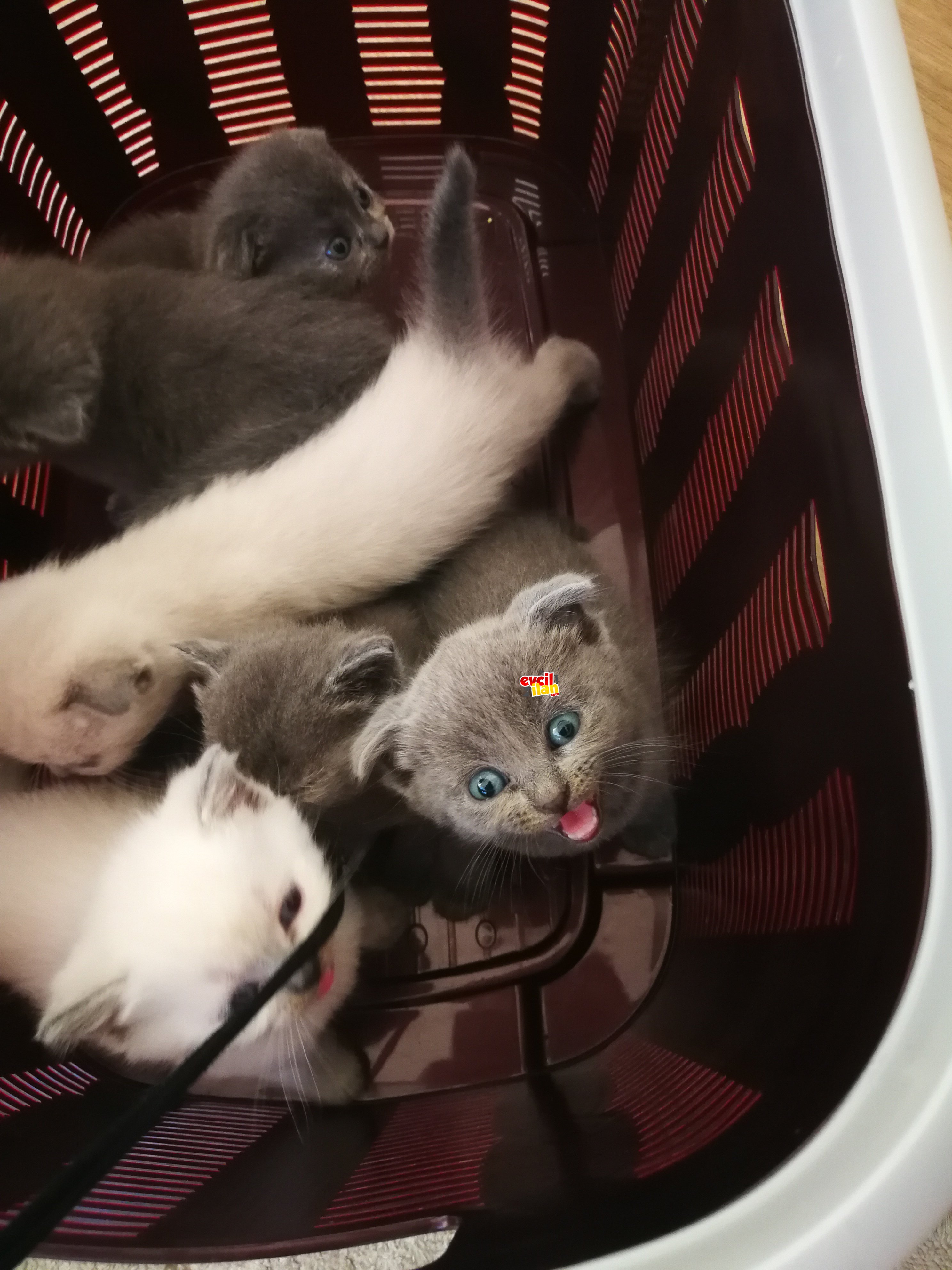 BRİTİSH SCOTTİSH YAVRULAR REZERVE AÇIK