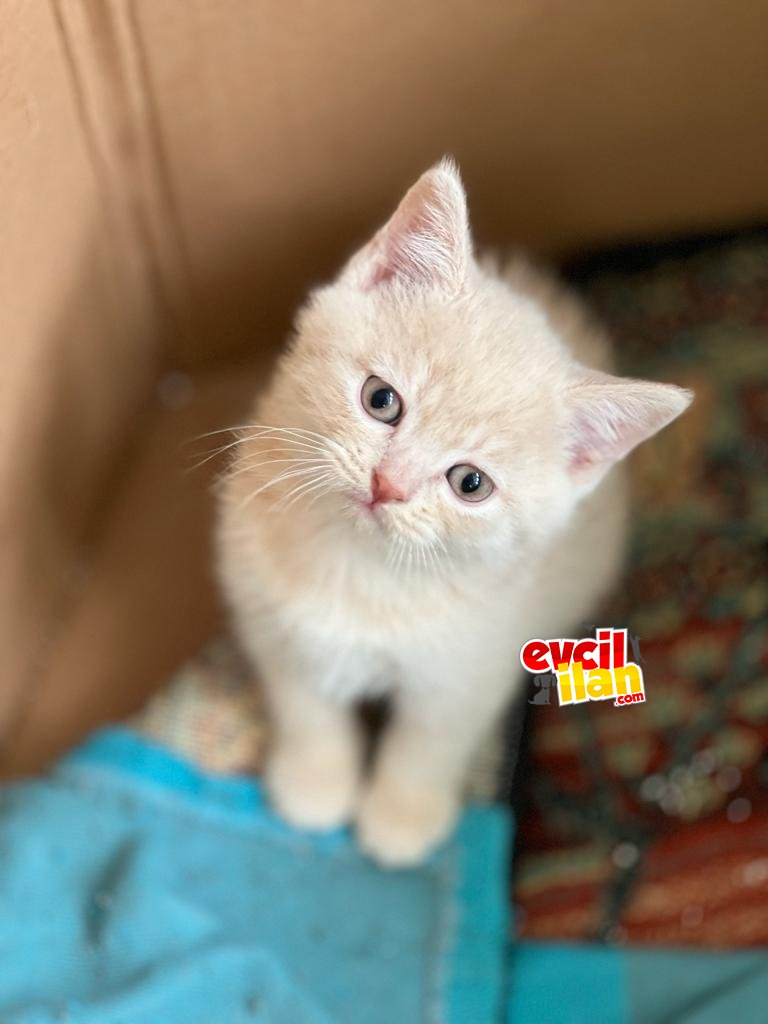 BRİTİSH SHORHAİR YELLOW- LIGHT YELLOW-GOLDEN TABBY