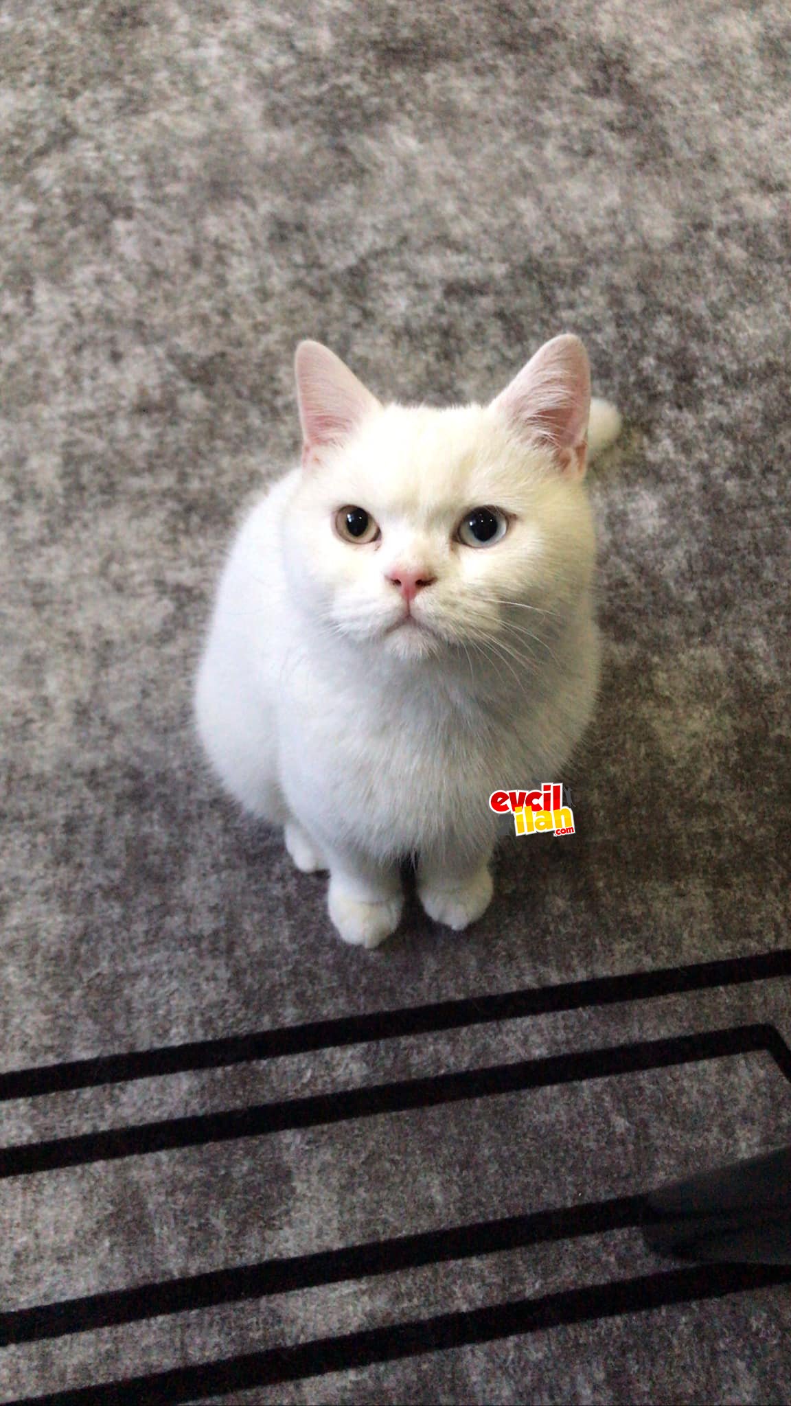 British Short Beylikdüzü (ACİL)