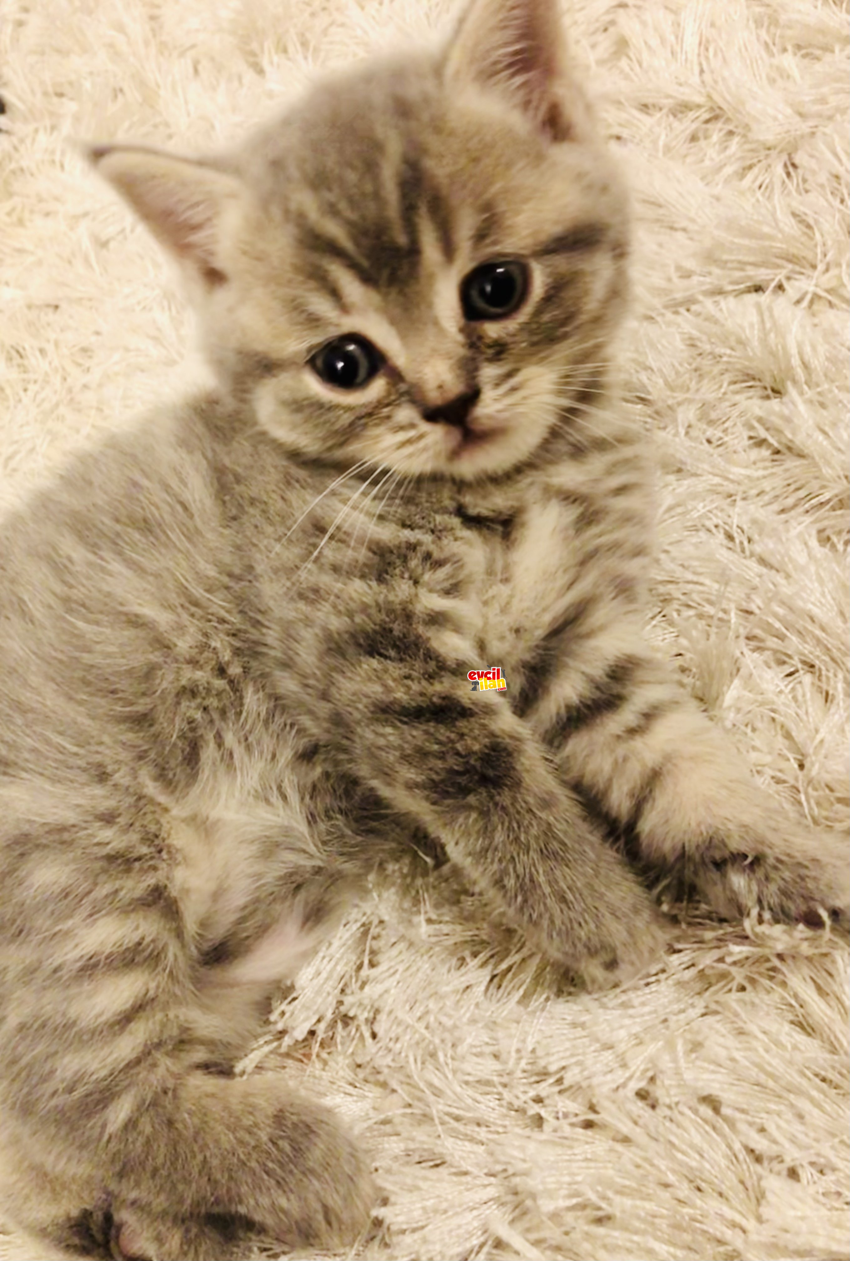 BRITISH SHORT HAIR 16 EKİM DOĞUMLU 