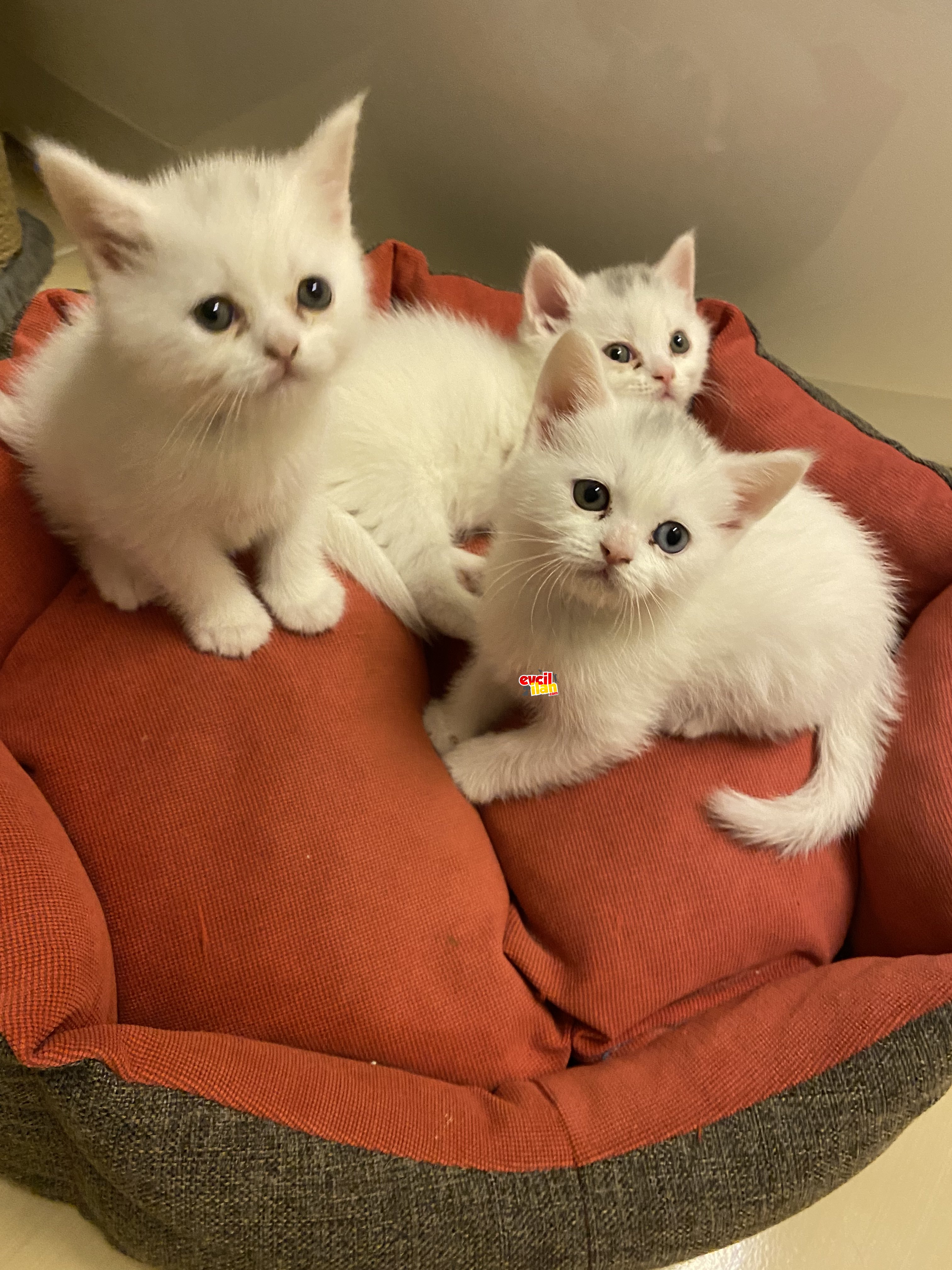 British short hair 1dişi ve 2 erkek yavru