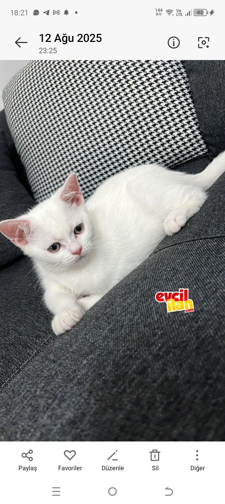 British short Hair beyaz yavru