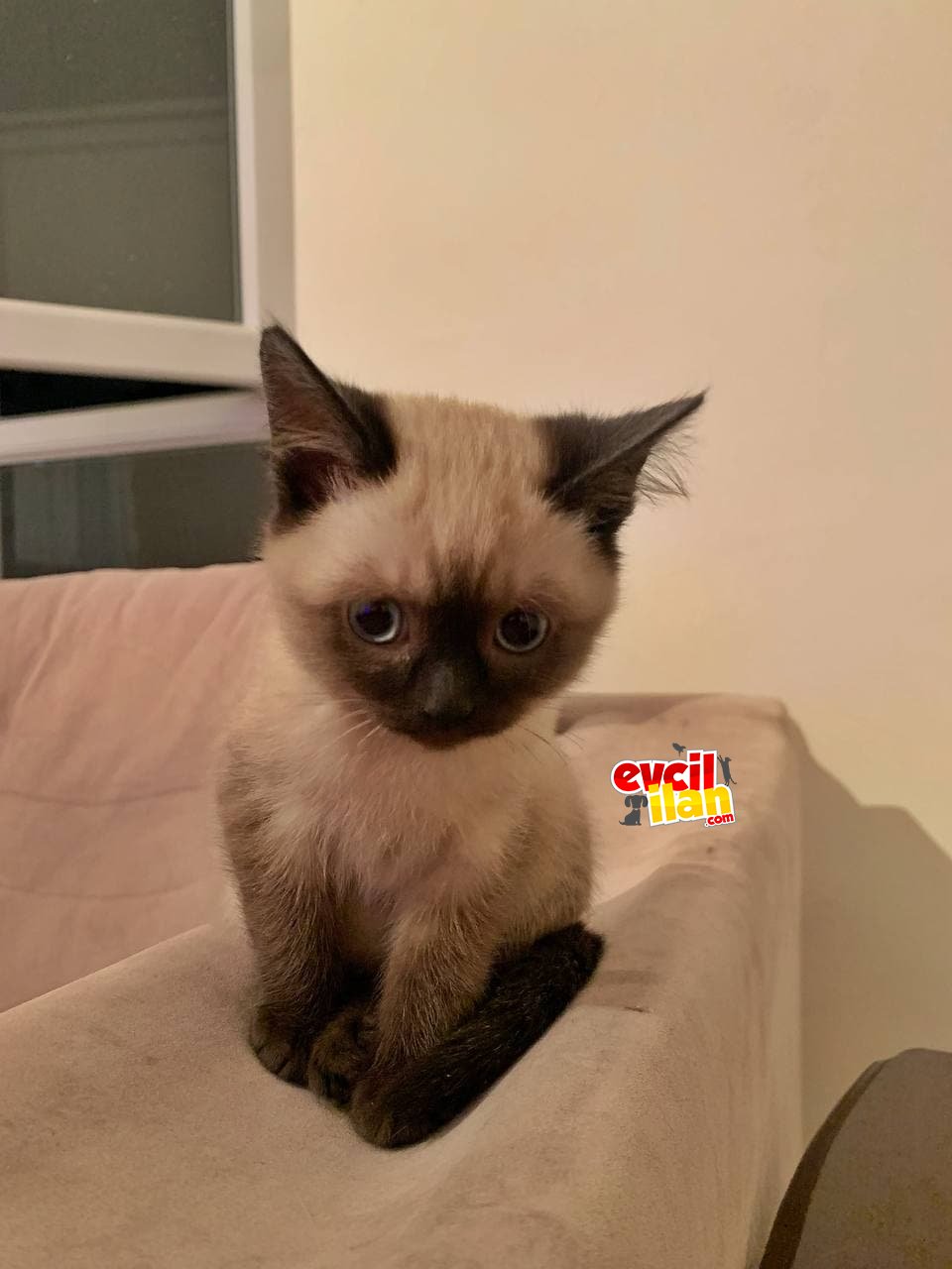 British short hair blue point 