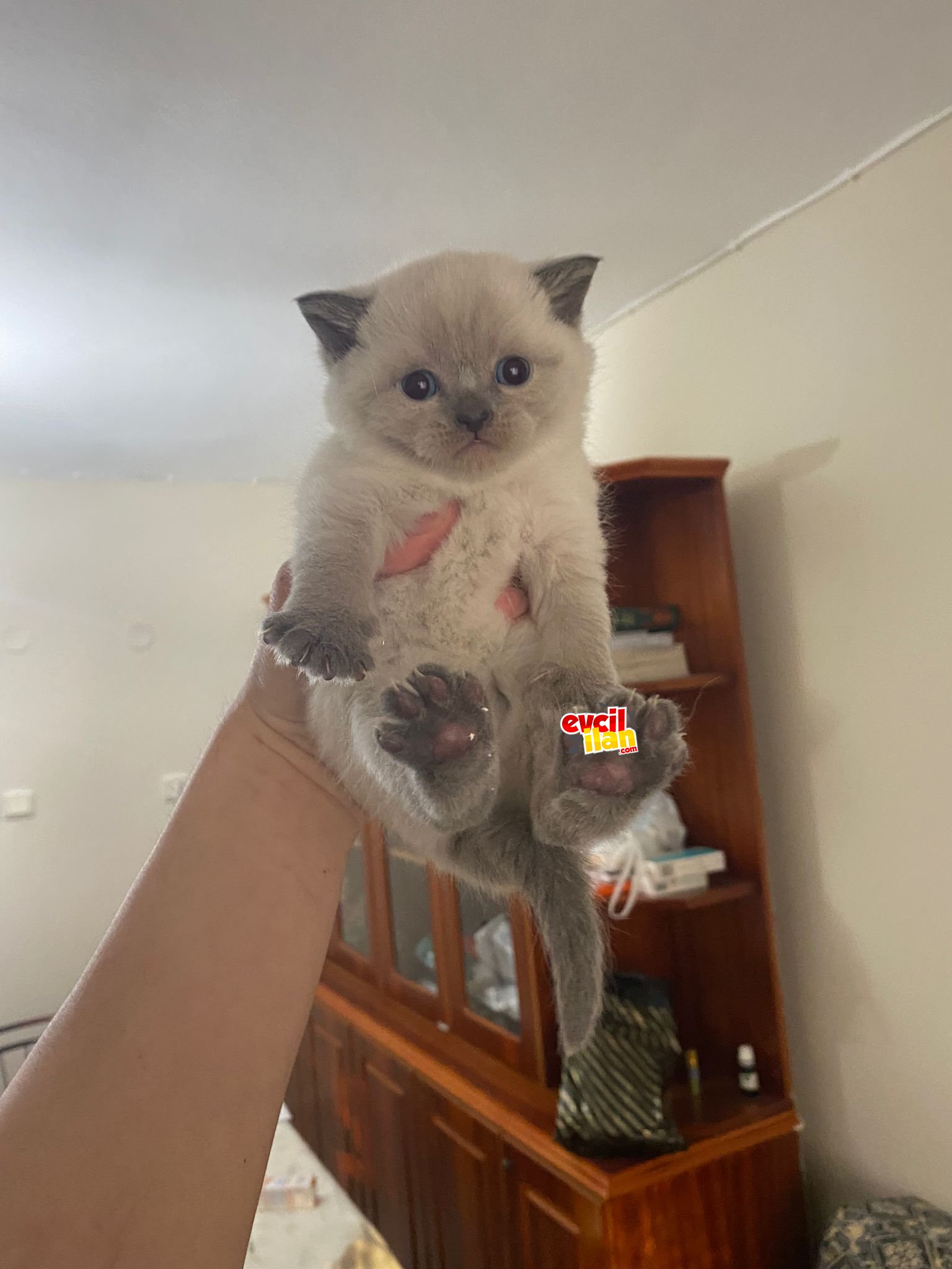 BRITISH SHORT HAIR BLUE POINT