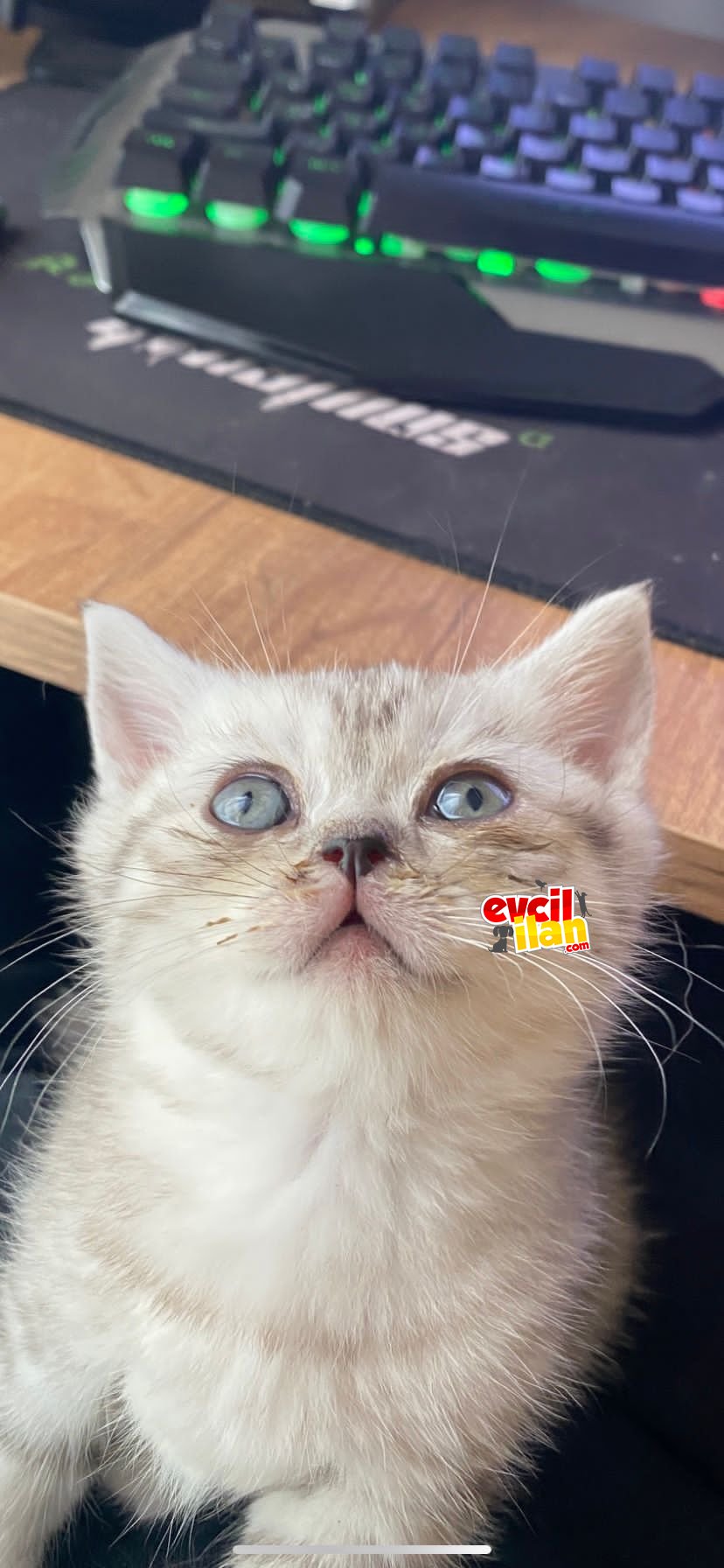 Brıtısh short hair dişi yavrular