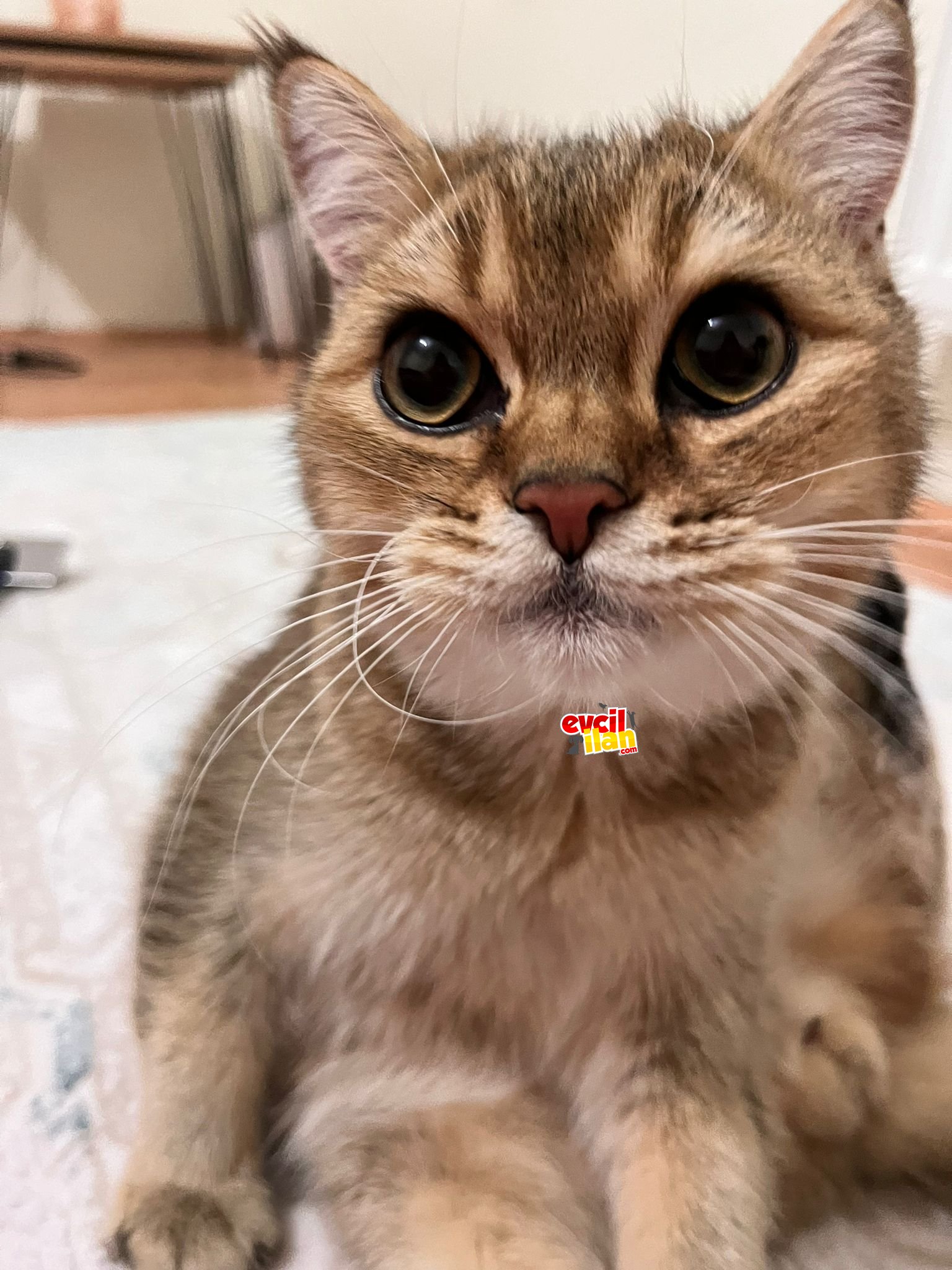 British Short Hair Golden