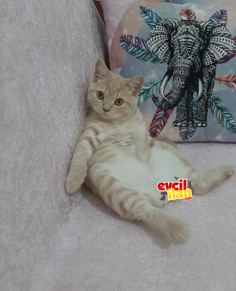 British Short Hair Golden