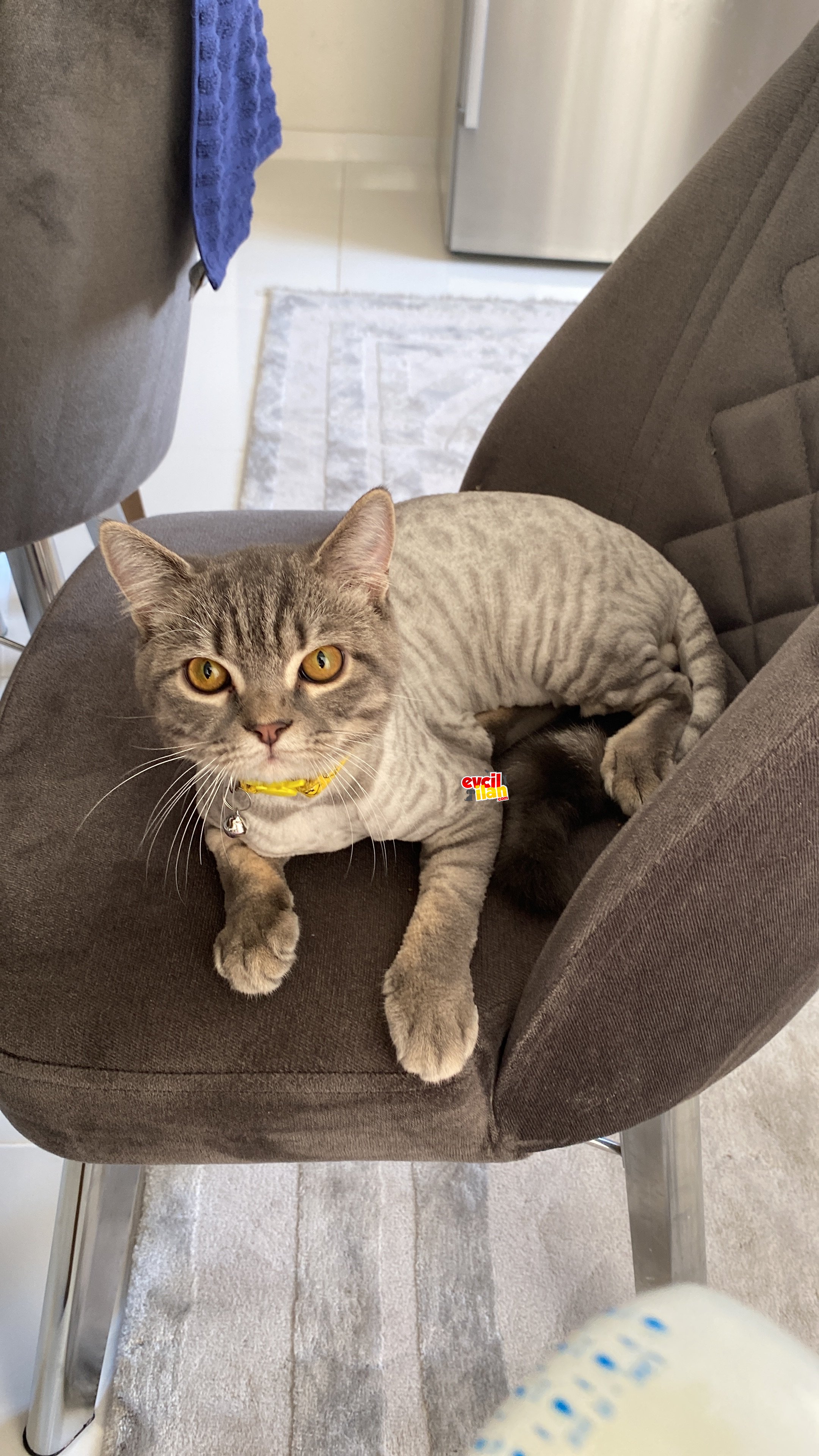 British short hair tabby