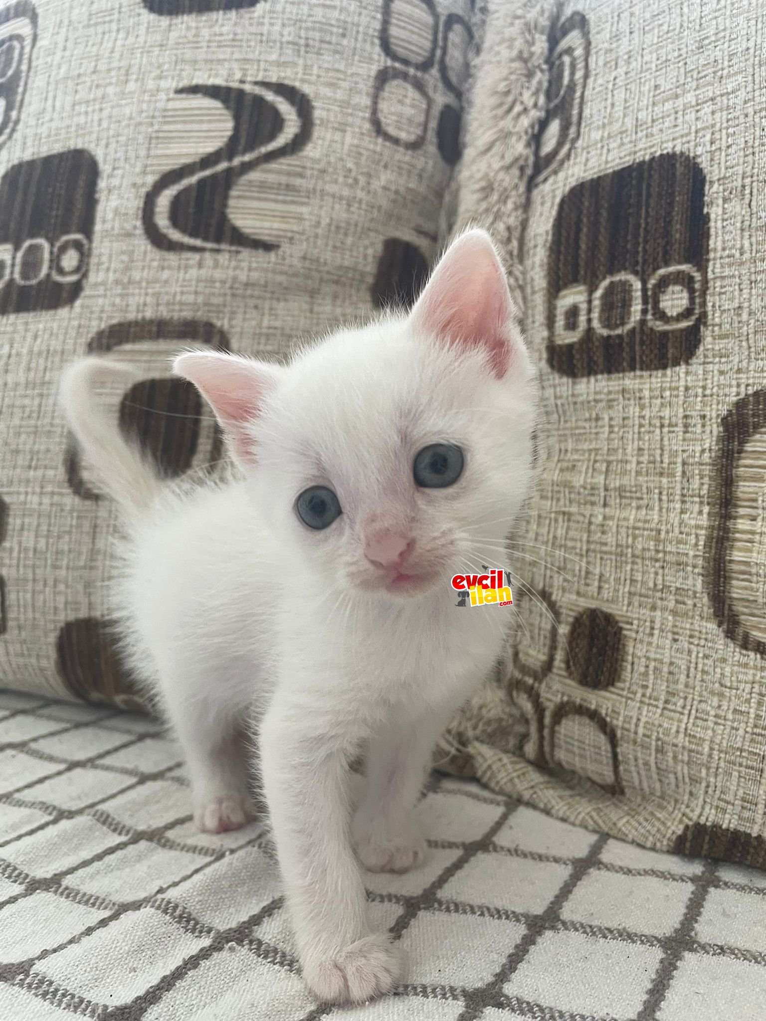 British Short Hair Yavru