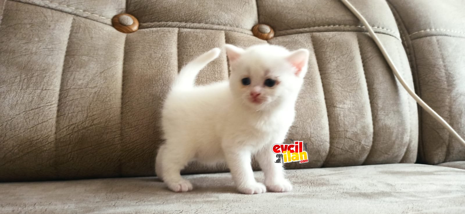 BRİTİSH SHORT HAİR 