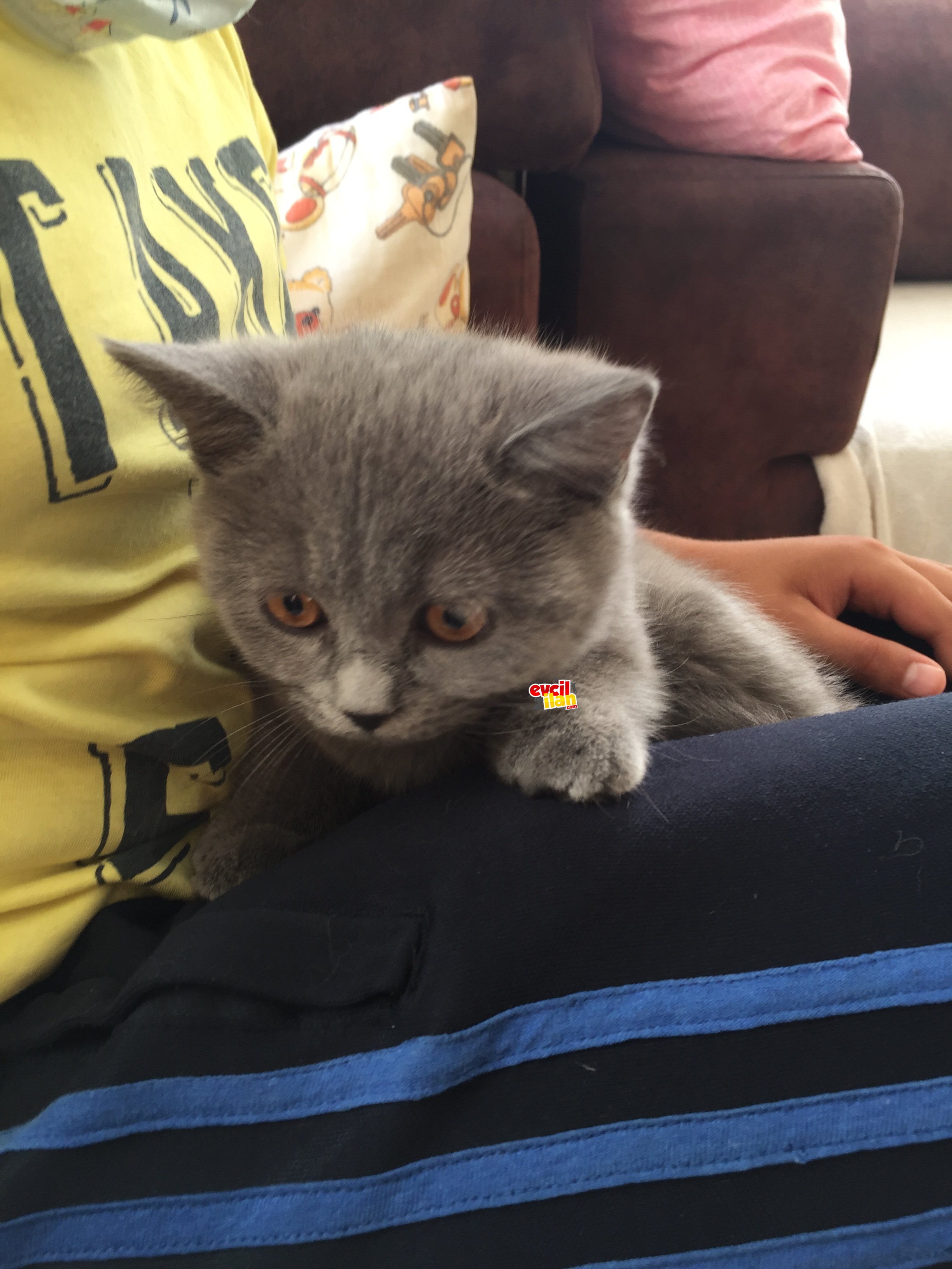 British shortair kedi 