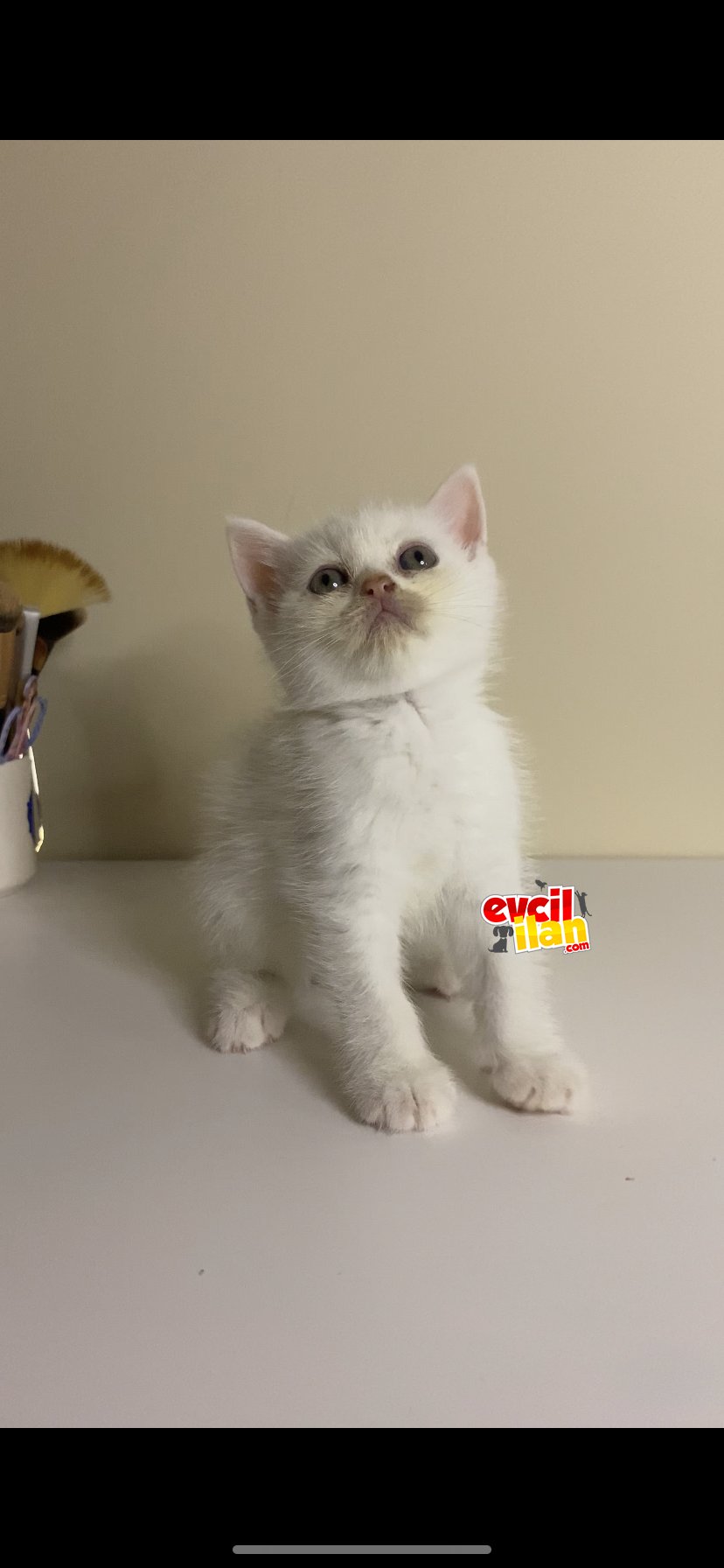 British Shorthair 2 Aylık Yavru
